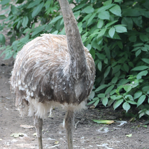 Darwin's rhea