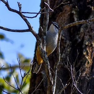 Varied Triller (Lalage leucomela)