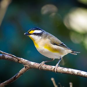 Striated Pardalote (Pardalotus striatus)