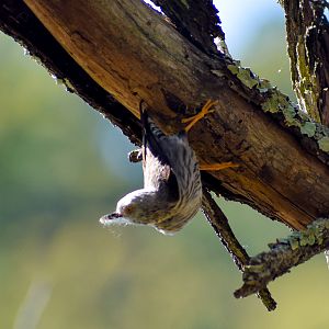 Varied Sittella (Daphoenositta chrysoptera)
