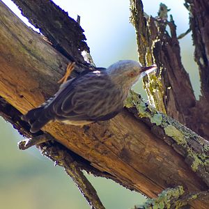 Varied Sittella (Daphoenositta chrysoptera)
