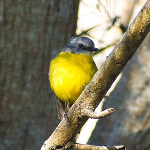 Eastern Yellow Robin (Eopsaltria australis)