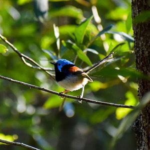 Variegated Fairywren (Malurus lamberti)