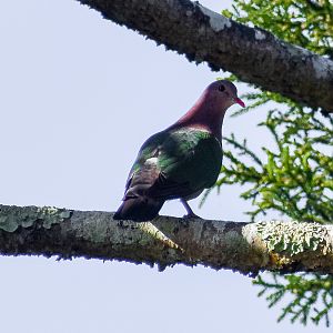 Pacific Emerald Dove (Chalcophaps longirostris)