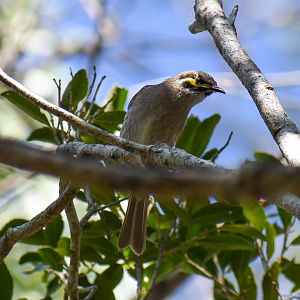 Yellow-faced Honeyeater (Lichenostomus chrysops)