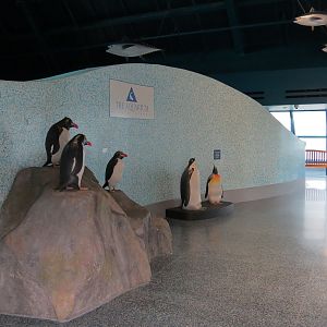 Aquarium - Lobby - Penguin Display