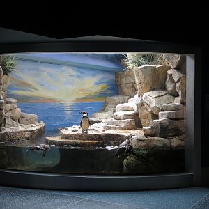 Aquarium - Lobby - Humboldt Penguin Exhibit - Upper Level