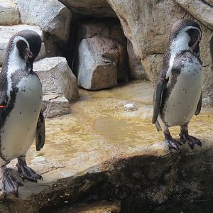 Aquarium - Lobby - Humboldt Penguin Exhibit - Upper Level