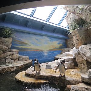 Aquarium - Lobby - Humboldt Penguin Exhibit - Upper Level
