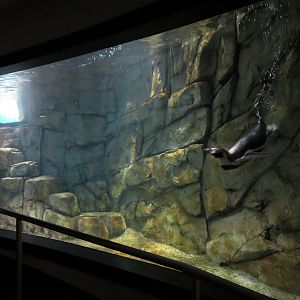 Aquarium - Humboldt Penguin Exhibit - Lower Level