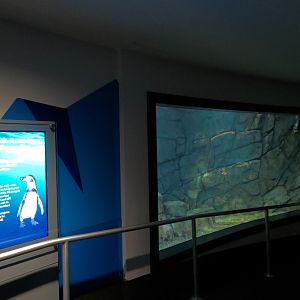 Aquarium - Humboldt Penguin Exhibit - Lower Level