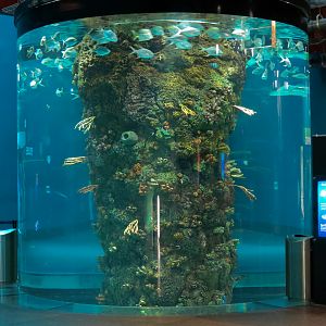 Aquarium - Gulf of Mexico Exhibit - Upper Level