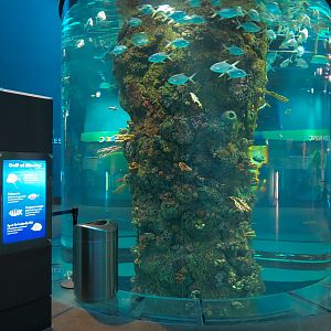 Aquarium - Gulf of Mexico Exhibit - Upper Level