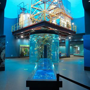 Aquarium - Gulf of Mexico Exhibit - Upper Level