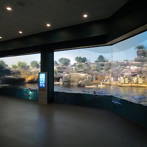 Aquarium - South Atlantic - Penguin Exhibit - Upper Level