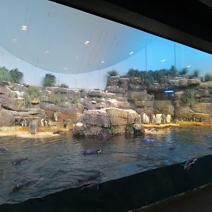 Aquarium - South Atlantic - Penguin Exhibit - Upper Level