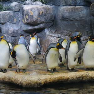 Aquarium - South Atlantic - Penguin Exhibit - Upper Level - King Penguin