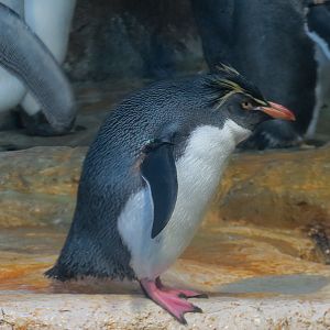 Aquarium - South Atlantic - Penguin Exhibit - Upper Level - Macaroni Penguin