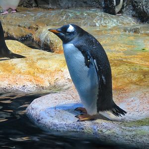 Aquarium - South Atlantic - Penguin Exhibit - Upper Level - Gentoo Penguin