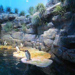 Aquarium - South Atlantic - Penguin Exhibit - Upper Level