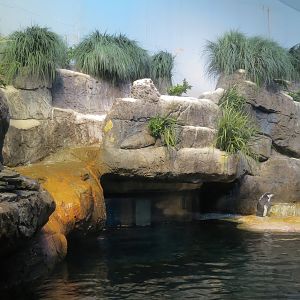 Aquarium - South Atlantic - Penguin Exhibit - Upper Level