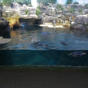 Aquarium - South Atlantic - Penguin Exhibit - Upper Level