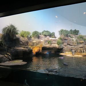 Aquarium - South Atlantic - Penguin Exhibit - Upper Level