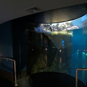 Aquarium - South Atlantic - Penguin Exhibit - Lower Level