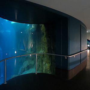 Aquarium - South Atlantic - Penguin Exhibit - Lower Level