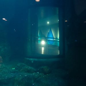 Aquarium - South Atlantic - Penguin Exhibit - Lower Level