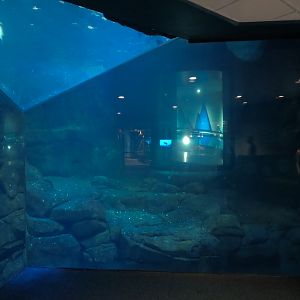 Aquarium - South Atlantic - Penguin Exhibit - Lower Level
