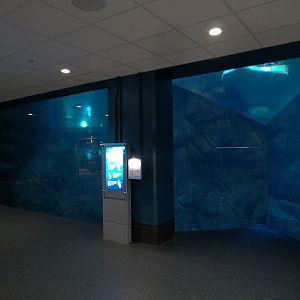 Aquarium - South Atlantic - Penguin Exhibit - Lower Level