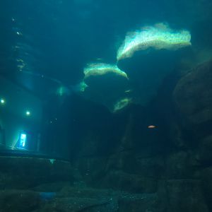 Aquarium - South Atlantic - Penguin Exhibit - Lower Level