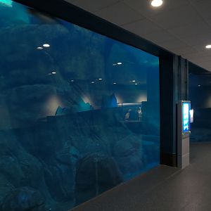 Aquarium - South Atlantic - Penguin Exhibit - Lower Level