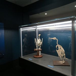 Aquarium - South Atlantic - Penguin Display