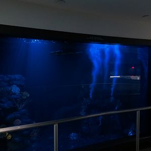 Aquarium - South Atlantic - Giant Isopod Exhibit