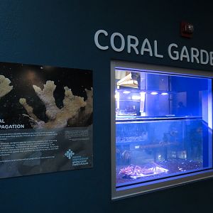 Aquarium - South Pacific - Coral Gardens Exhibit