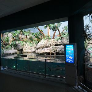 Aquarium - South Pacific - Main Exhibit - Upper Level