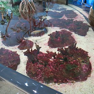 Aquarium - South Pacific - Main Exhibit - Upper Level