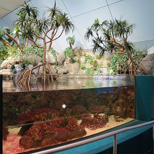 Aquarium - South Pacific - Main Exhibit - Upper Level