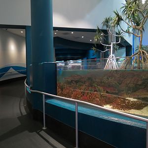 Aquarium - South Pacific - Main Exhibit - Upper Level
