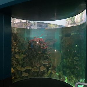 Aquarium - South Pacific - Main Exhibit - Lower Level