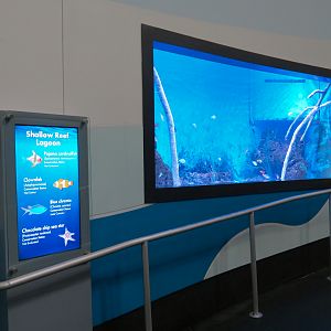 Aquarium - South Pacific - Shallow Reef Lagoon Exhibit