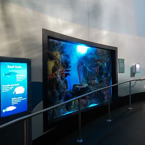 Aquarium - South Pacific - Reef Crest Exhibit