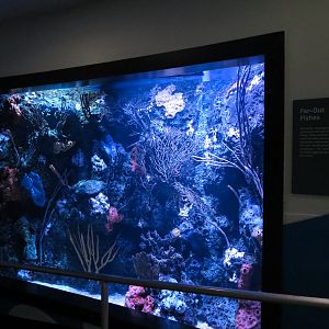 Aquarium - South Pacific - Pacific Seahorse Exhibit