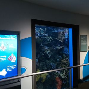 Aquarium - South Pacific - Venomous Fish Exhibit
