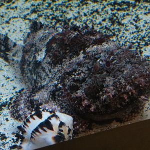 Aquarium - South Pacific - Venomous Fish Exhibit - Scorpionfish