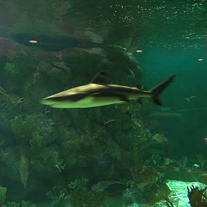 Aquarium - South Pacific - Main Exhibit - Lower Level