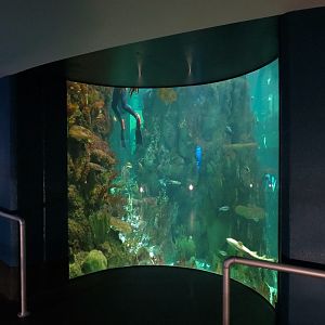 Aquarium - South Pacific - Main Exhibit - Lower Level