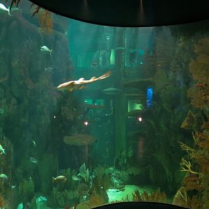 Aquarium - South Pacific - Main Exhibit - Lower Level